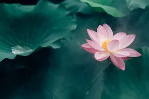 Những lợi ích độc đáo bất ngờ của hoa sen