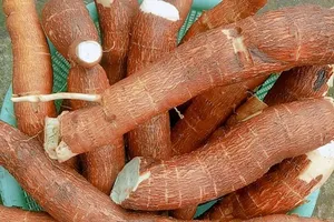 Nhiều lợi ích của khoai mì mà ít người biết đến