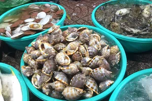 Lợi ích của việc ăn hải sản và động vật có vỏ