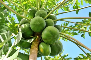 9 lợi ích bất ngờ của đu đủ xanh mà ít người biết