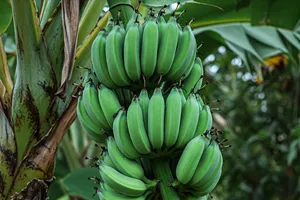 Điều gì xảy ra với sức khỏe khi bạn ăn chuối xanh?