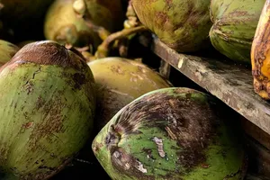 Cẩn thận với nước dừa trong mùa nóng: Những ai nên tránh xa?