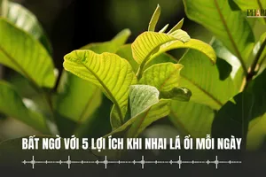 Bất ngờ với 5 lợi ích khi nhai lá ổi mỗi ngày