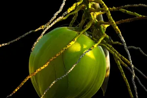 Uống nước dừa lúc nào là tốt nhất cho sức khỏe? 