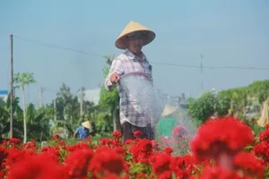 Bà con làng hoa ở TP.HCM chạy nước rút cho vụ tết