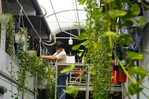 Khu nhà trọ xanh mát độc đáo ở quận 12