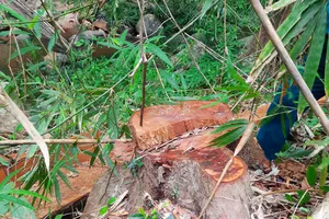 1 trạm trưởng quản lý rừng ở Gia Lai bị bắt giam