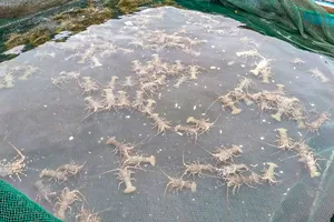 Khánh Hòa đề nghị Indonesia sớm xuất khẩu tôm hùm giống sang Việt Nam