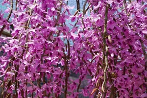 Ngắm hoa lan cực đẹp tỏa sáng trên cao nguyên