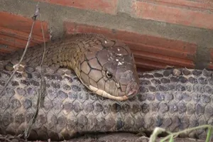 2 con rắn khủng 60 kg là loài rắn gì?