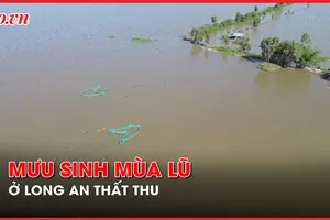 Video: Vất vả mưu sinh mùa lũ thấp ở Long An