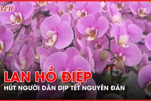 Video: Hoa lan hồ điệp hút người dân Hà Nội dịp Tết Nguyên đán