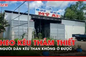 Cà Mau: Một hộ dân kêu than không ở được vì tiếng heo thảm thiết 