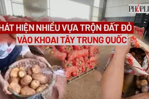 VIDEO: Công an phát hiện nhiều chủ vựa trộn đất đỏ vào khoai tây Trung Quốc