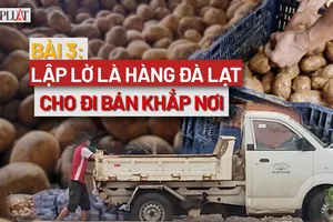 VIDEO ĐIỀU TRA- Bài 3: Khoai nhuộm đất đỏ Đà Lạt chở đi bán khắp nơi