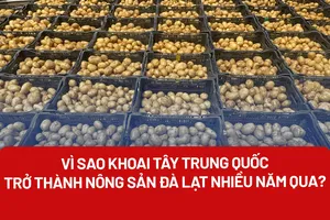 Kiên quyết xử lý khoai tây Trung Quốc biến thành nông sản Đà Lạt
