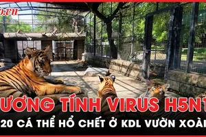 Đã có kết quả vụ hàng loạt hổ chết ở khu du lịch Vườn Xoài: 2 mẫu dương tính virus H5N1