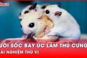 Video: Người trẻ nuôi sóc bay Úc làm thú cưng