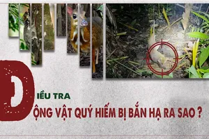 Video điều tra: Thợ săn truy lùng động vật trong Sách Đỏ ở Vườn Quốc gia Cát Tiên