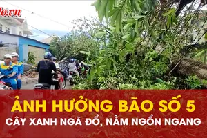 Nghệ An ngổn ngang cây đổ, giao thông ách tắc sau bão số 5
