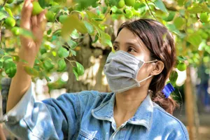 Vườn táo giá 0 đồng ở Trường Sanh gửi đến khu cách ly