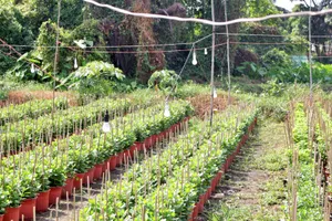 Sau đại dịch COVID-19, người Sài Gòn chong đèn xuyên đêm mong hoa nở kịp Tết