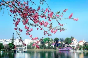 Nỗi hối hận trước hoa mai anh đào