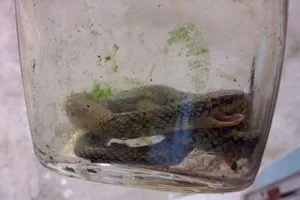 Hi hữu: Cậu bé 17 tháng tuổi cắn chết một con rắn cực độc