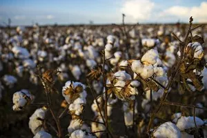 IS xuất khẩu vải bông để kiếm tiền
