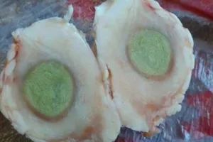 Phát hiện ‘quái trứng’ cực hiếm trong bụng lợn