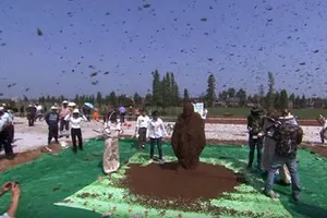 Xem ‘dị nhân’ để 637.000 con ong bu kín người