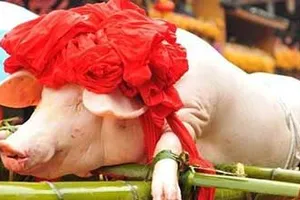 Trung Quốc: Thưởng tết cho nhân viên bằng lợn sống 