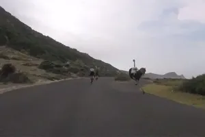 Hai tay đua xe đạp bỗng dưng bị đà điểu rượt đuổi