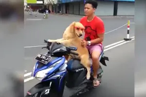 Chó lái xe máy chở chủ gây sốt ở Indonesia