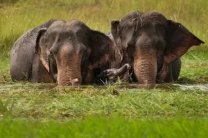 Voi nổi điên quật chết năm người ở Ấn Độ