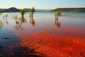 Cá chết hàng loạt vì 'thủy triều đỏ', hàng ngàn ngư dân phẫn nộ