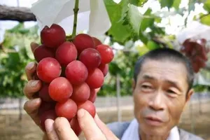 Bán đấu giá chùm nho, thu 240 triệu ở Nhật Bản