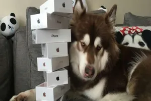 Thiếu gia Trung Quốc chơi trội, mua 8 iPhone 7 cho chó