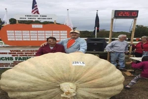Sốc với quả bí ngô 'kỷ lục', nặng hơn 1 tấn ở Mỹ