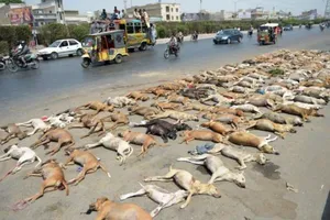 Sợ chó cắn, Pakistan đánh thuốc độc hơn 1.000 con chó