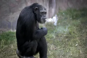 Tinh tinh hút 20 điếu thuốc 1 ngày gây bão ở Triều Tiên