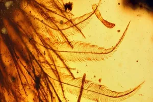 Tìm thấy đuôi khủng long 99 triệu năm trong hổ phách