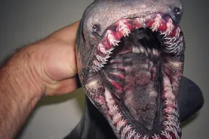 Hết hồn với những sinh vật biển 'ngoài hành tinh'