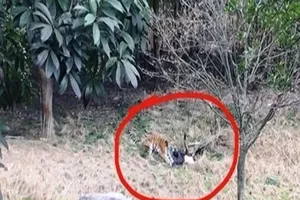 Du khách bị hổ vồ chết tại vườn thú Trung Quốc