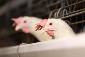 Trung Quốc báo động nguy cơ cúm gia cầm H7N9 lan mạnh