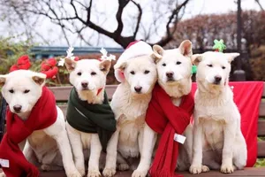 Rời Nhà Xanh bỏ lại chó cưng, bà Park bị kiện