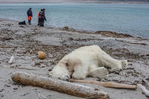 Hứng chỉ trích vì bắn chết gấu Bắc Cực