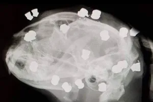 Chú mèo sống sót kỳ diệu dù bị bắn trúng 18 viên đạn