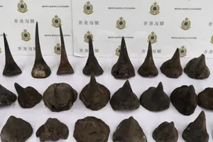 Hong Kong thu lô sừng tê 1 triệu USD vận chuyển về Việt Nam