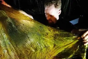 Cá voi con chết thảm vì nuốt 40kg rác thải nhựa